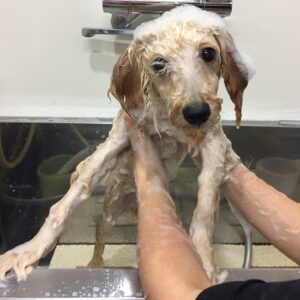 シャンプートイプー