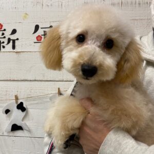 仕上がりトイプー