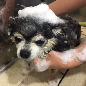 シャンプーチワワ