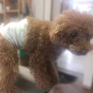 よろしくトイプー