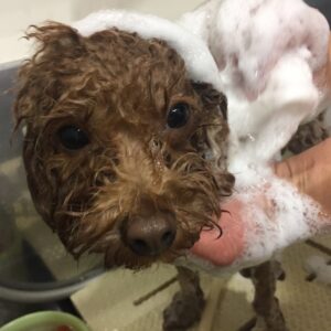 シャンプートイプー