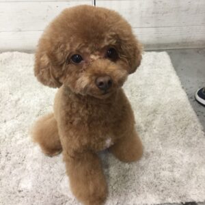 仕上がりトイプー