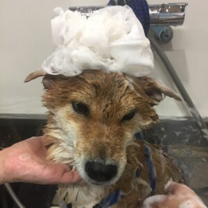 シャンプーしば