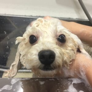 シャンプートイプー