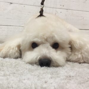 仕上がりトイプー