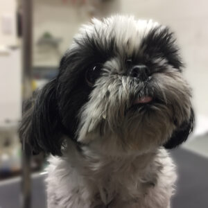 よろしくシーズー