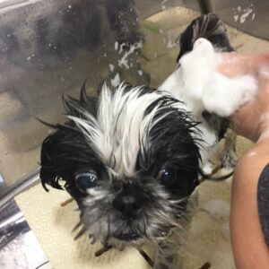 シャンプーシーズー