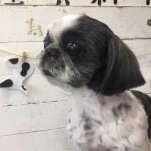 仕上がりシーズー