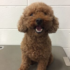 よろしくトイプー