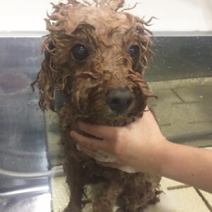 シャンプートイプー