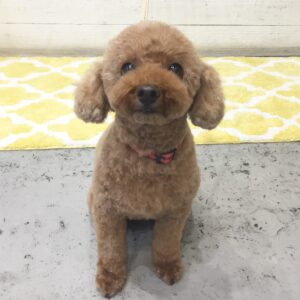 仕上がりトイプー