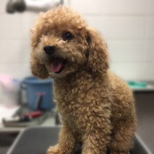 よろしくトイプー