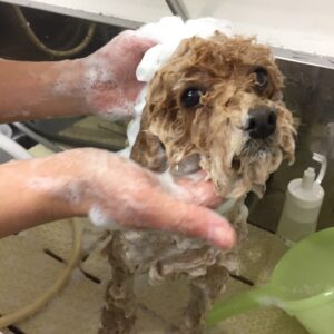 シャンプートイプー