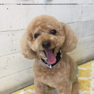 仕上がりトイプー