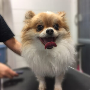 よろしくミックス