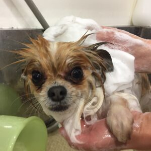 シャンプーミックス