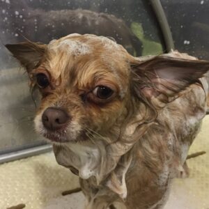 シャンプーチワワ