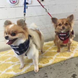 仕上がりミックス&チワワ