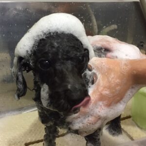 シャンプートイプー