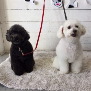 仕上がりトイプー