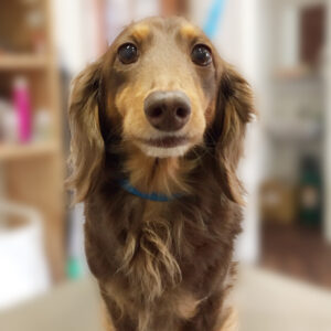 よろしくダックス