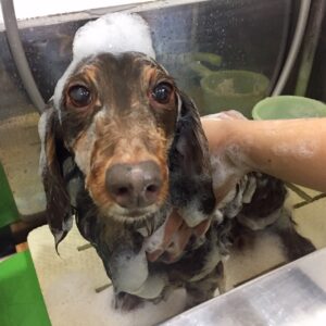 シャンプーダックス