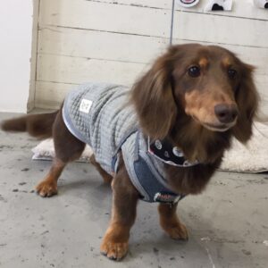 仕上がりダックス