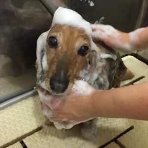 シャンプートイプー