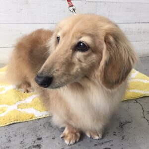 仕上がりトイプー