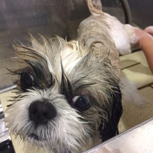 シャンプーシーズー