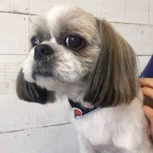 仕上がりシーズー