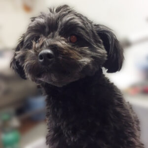 よろしくミックス