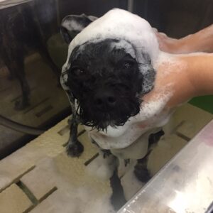 シャンプーミックス