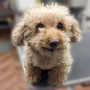 よろしくトイプー