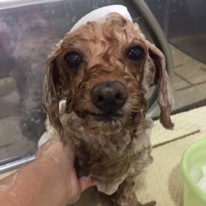 シャンプートイプー