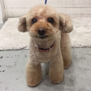 仕上がりトイプー