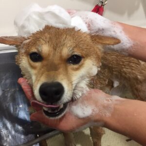 シャンプーしば