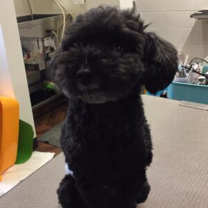 柊ちゃんカット前