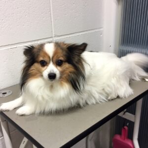 メルちゃんカット前