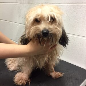 陽ちゃんカット前