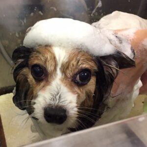 メルちゃんシャンプー中