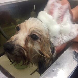 陽ちゃんシャンプー中