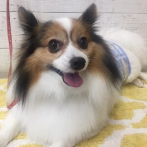 メルちゃん施術後