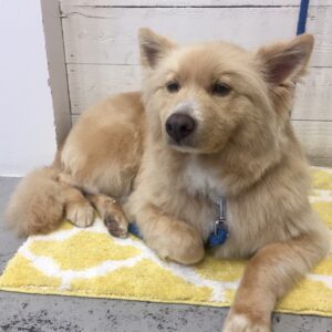 ミキちゃん施術後