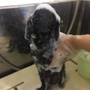 柊ちゃんシャンプー中