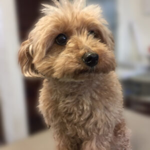 よろしくトイプー