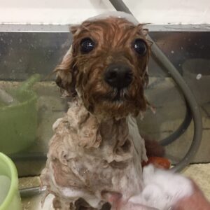 シャンプートイプー