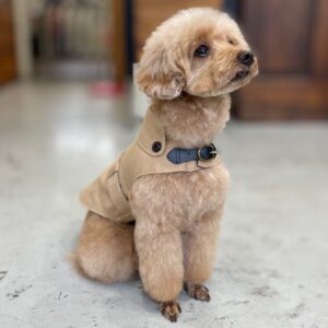 仕上がりトイプー