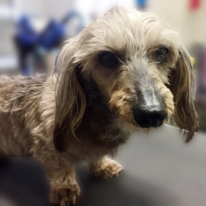 よろしくダックス