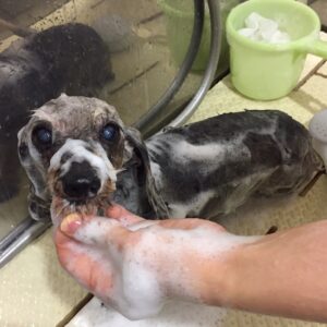 シャンプーダックス